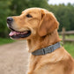 Golden Retriever som bär Trixie reflekterande hundhalsband i grå färg, storlek M–L.